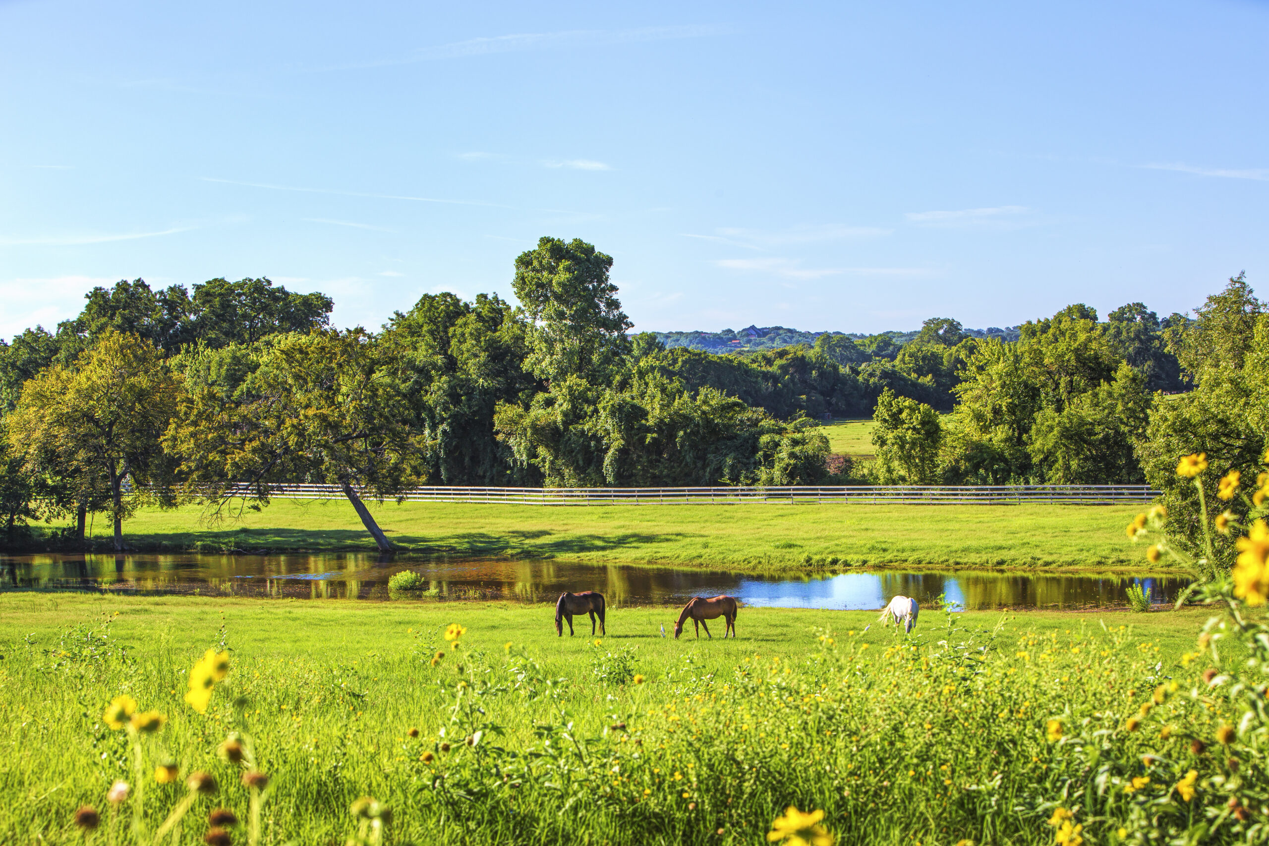 Horses at pasture