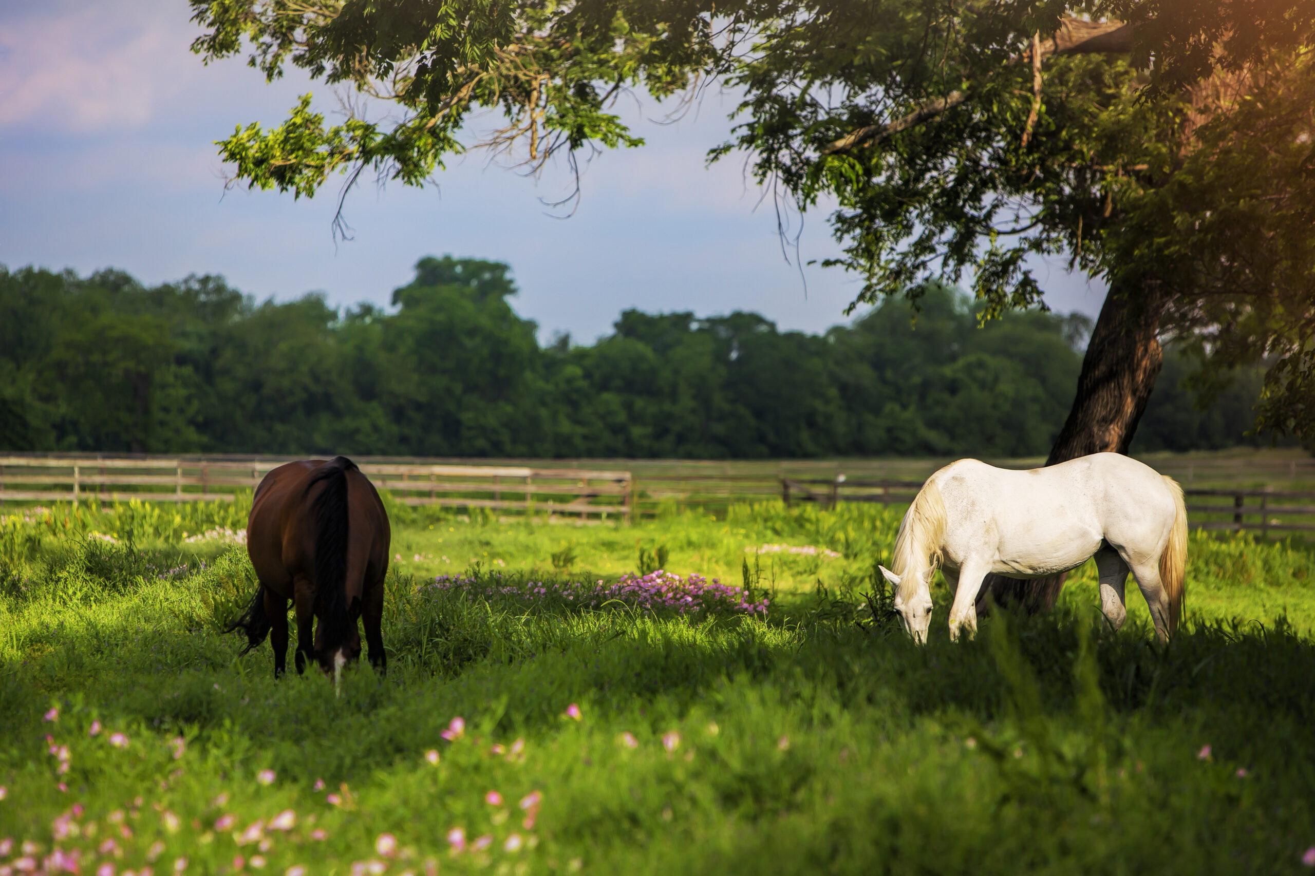 Horses at pasture