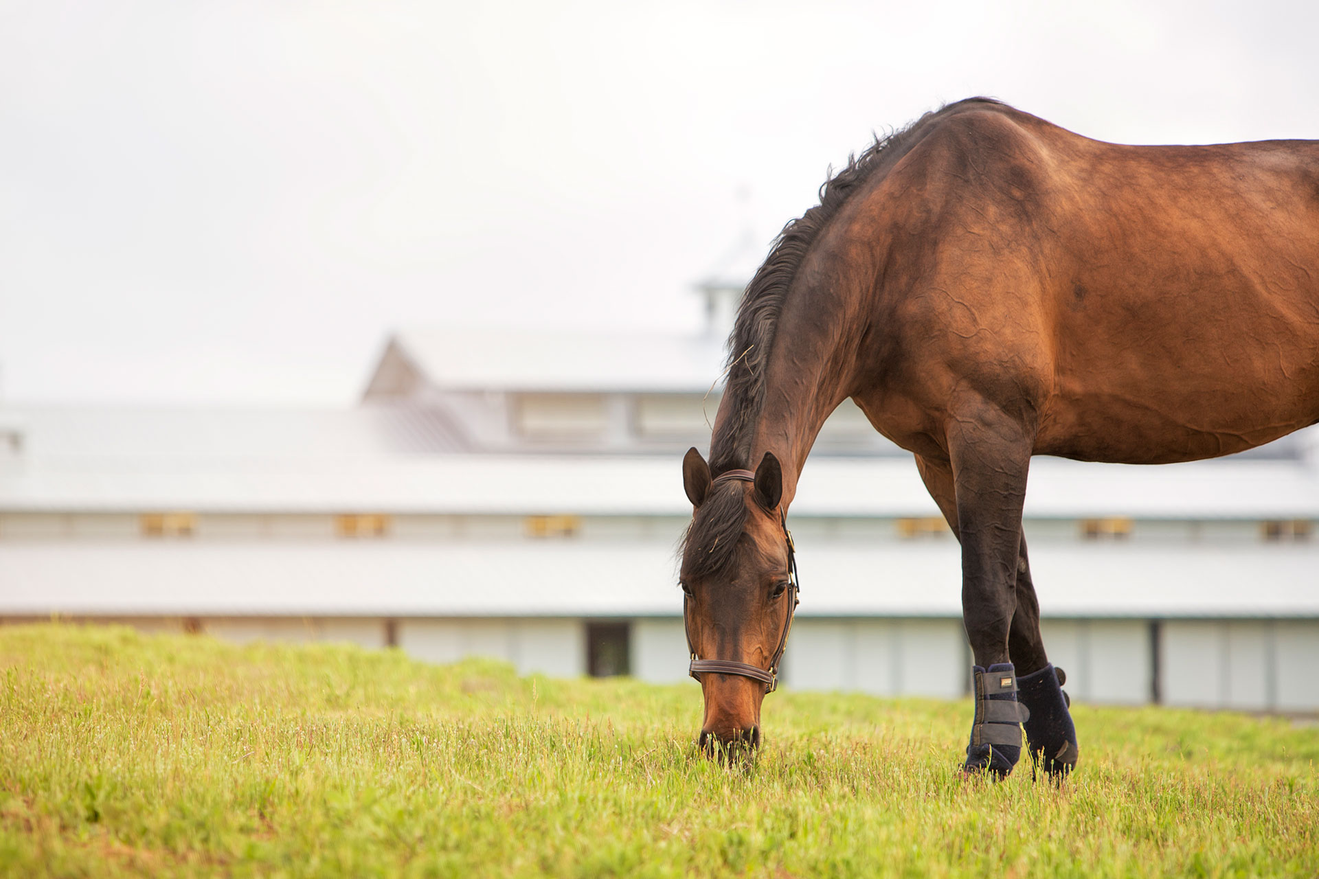 Horse grazing in front of October Hill Farm barn