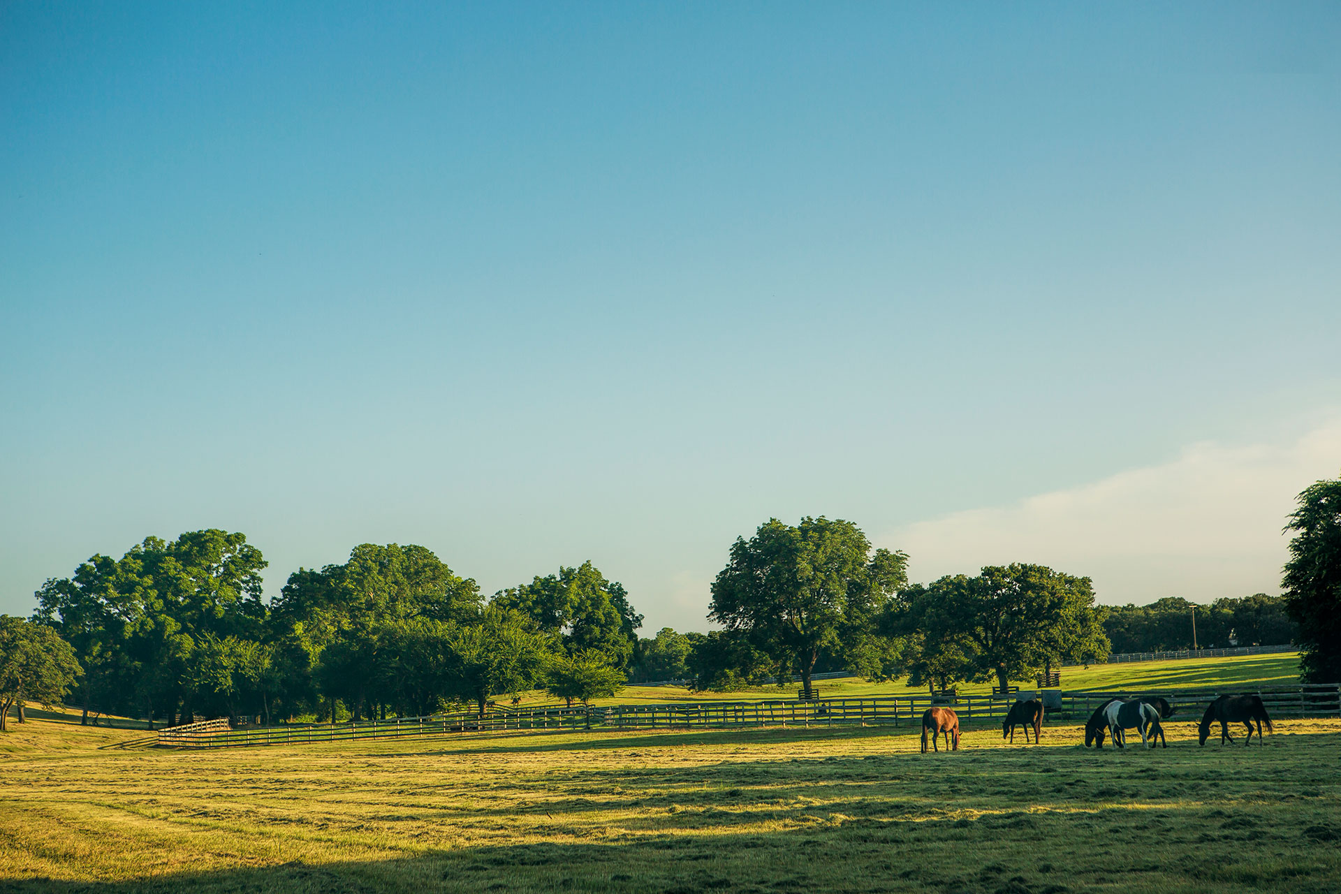 Horses in pasture at October Hill Farm