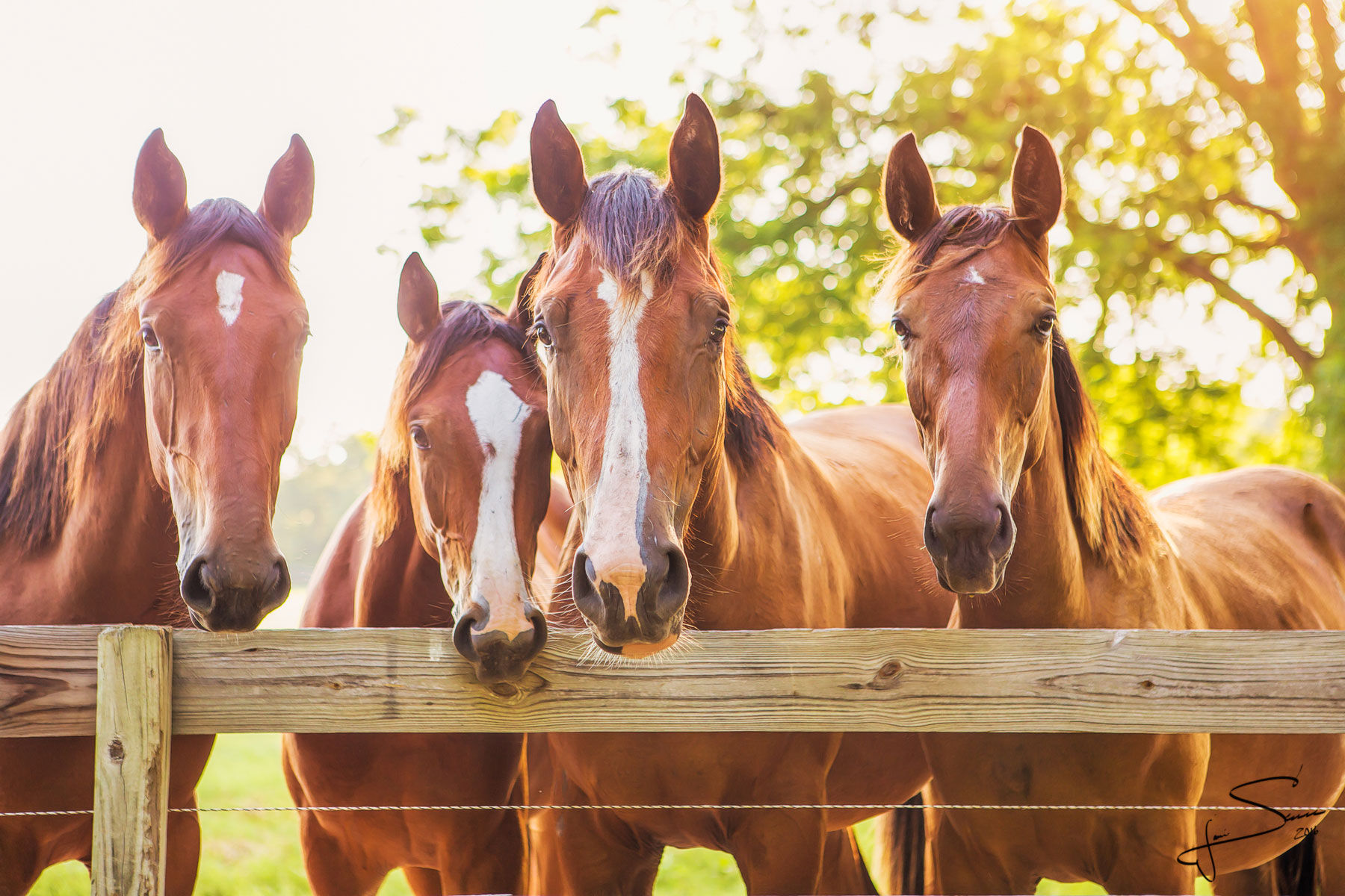 Horses looking over a fence