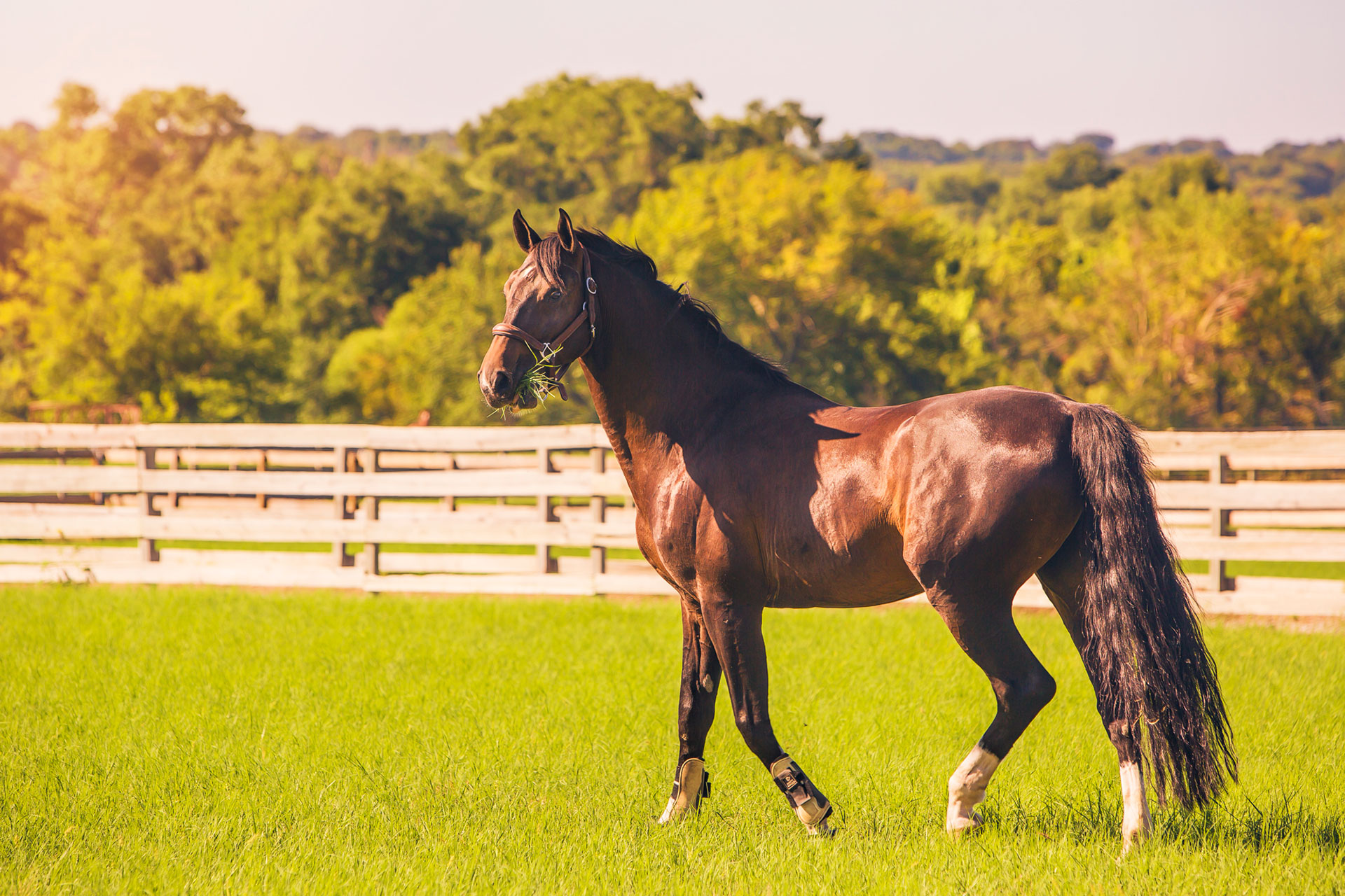 Horse in pasture at October Hill Farm